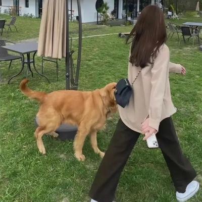 魔法师的猫